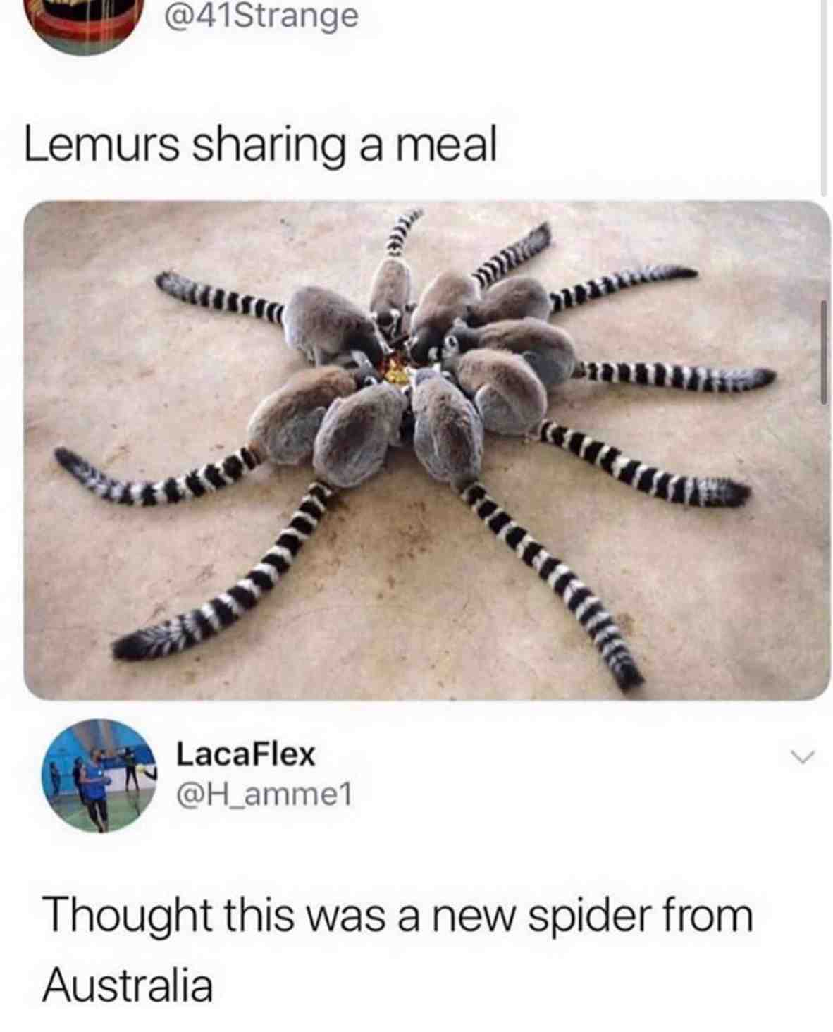 Can\u2019t lie you probably thought it was a spider too..sorry to the arachnophobes
\ud83d\udcf7:  epicallyepicmemes//ig @memes #under_kops_inc #under_kops_inc_memes