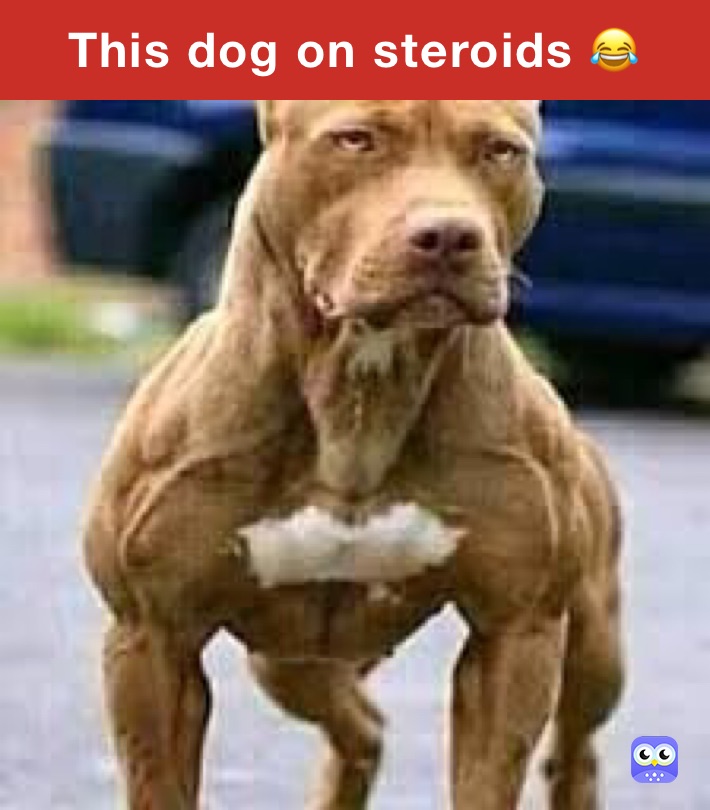 This dog on steroids 😂