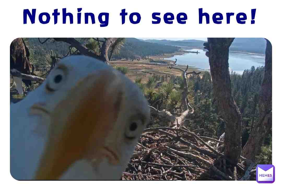 Nothing to see here! #eagle #bigbeareaglegroup #nothingtoseehere #shadowbigbeareaglegroup #eaglecam #eaglenest #eaglenestcam #eaglenestcsmbigbear