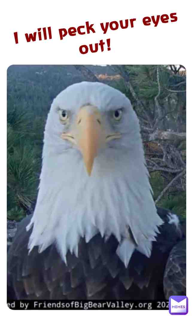 I will peck your eyes out! #eagle #peckyoureyesout