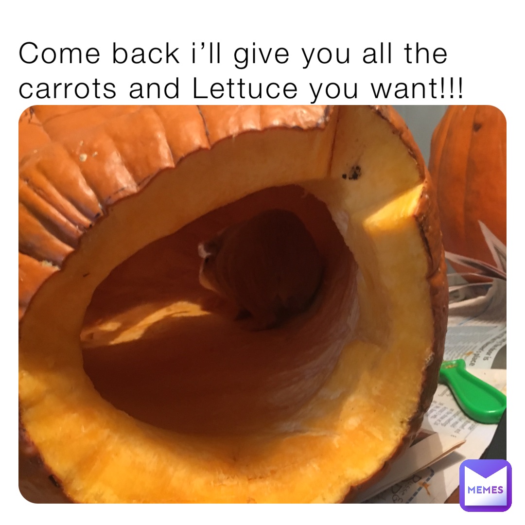 Come back i’ll give you all the carrots and Lettuce you want!!!