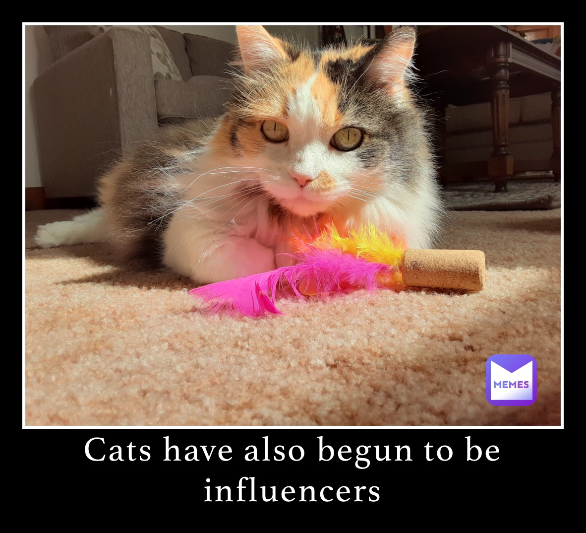 Cats have also begun to be influencers