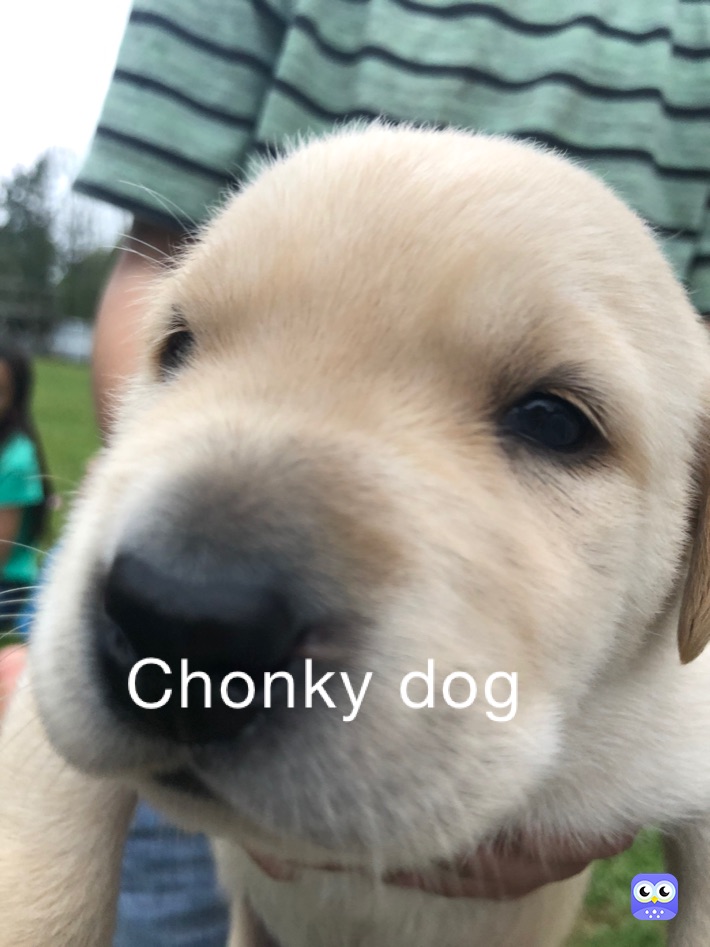 Chonky dog