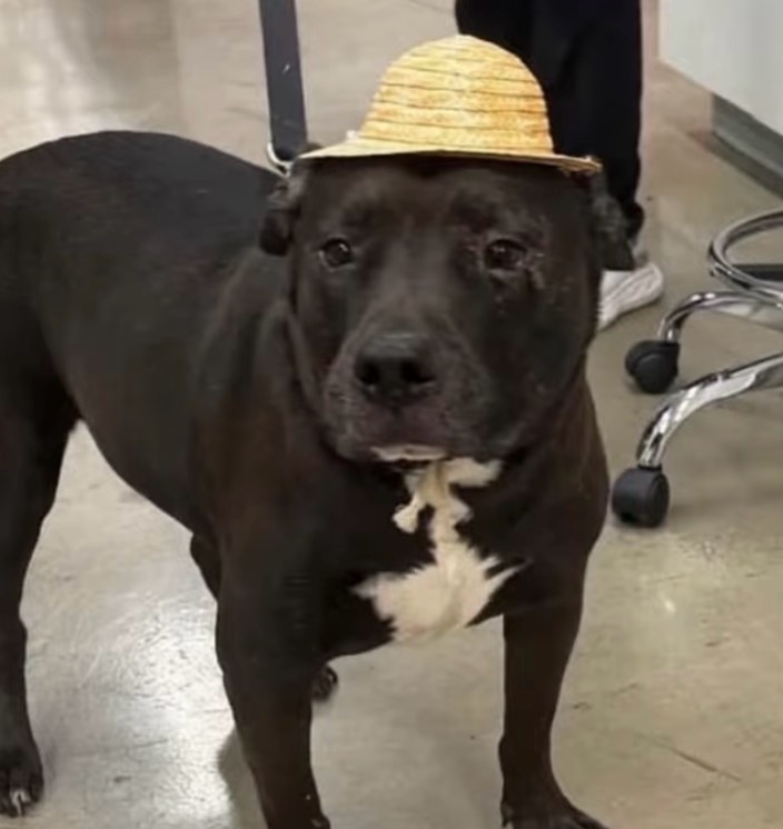 Meme by Badger9222996