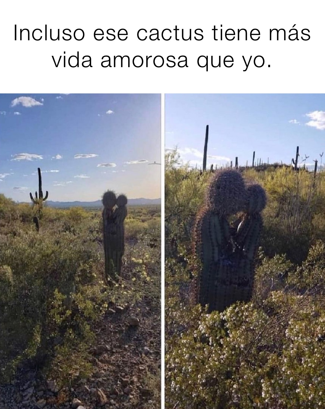 Incluso ese cactus tiene más vida amorosa que yo.