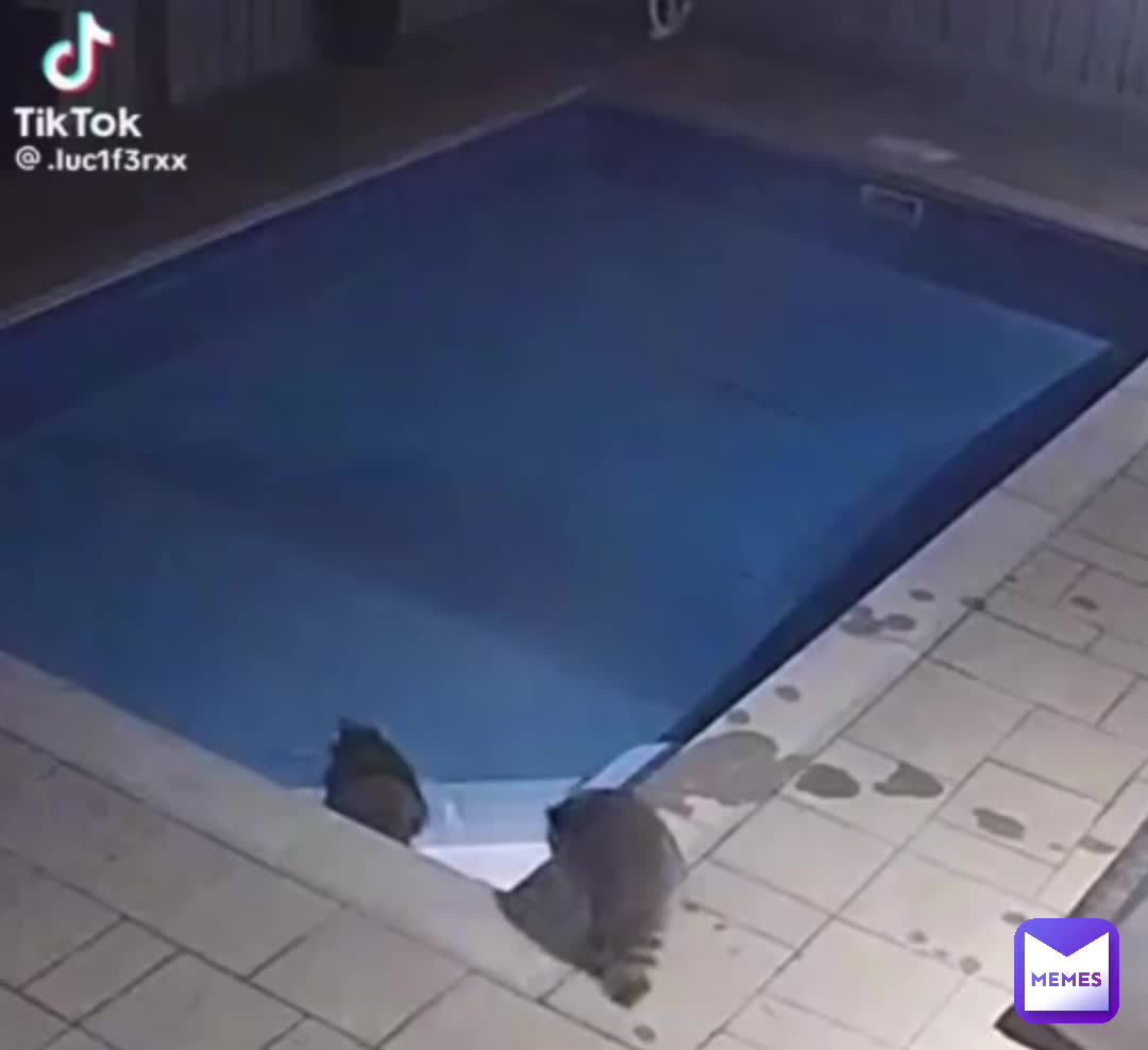 raccoons :D