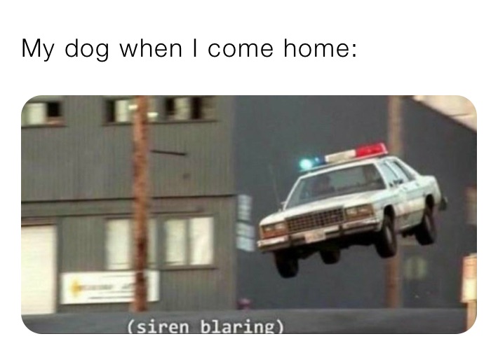 My dog when I come home: