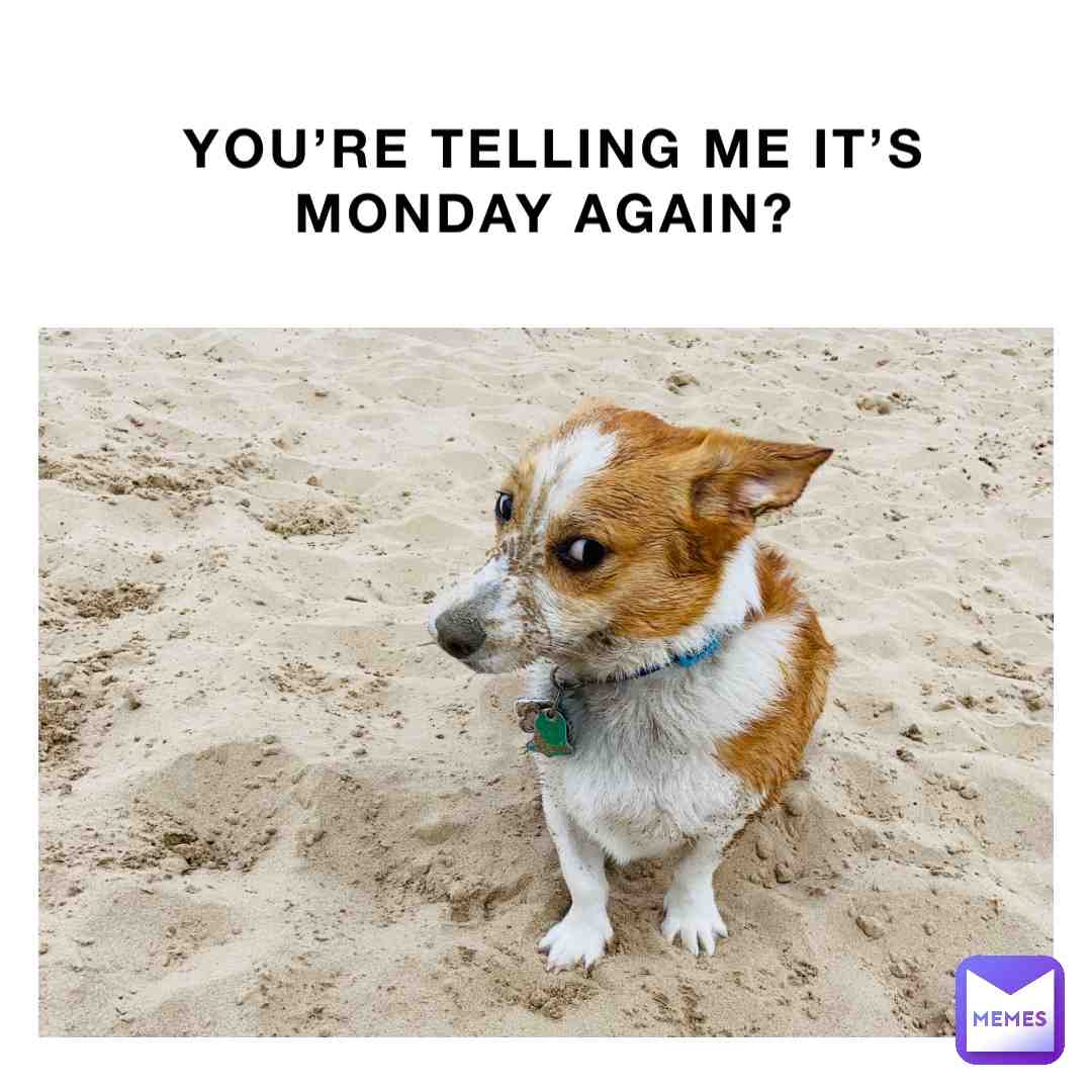 Not again...! 🤦♂️ #monday #dog #dogs #dogmeme