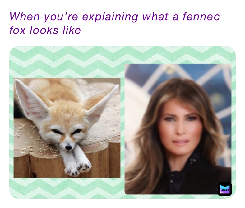 When you’re explaining what a fennec fox looks like