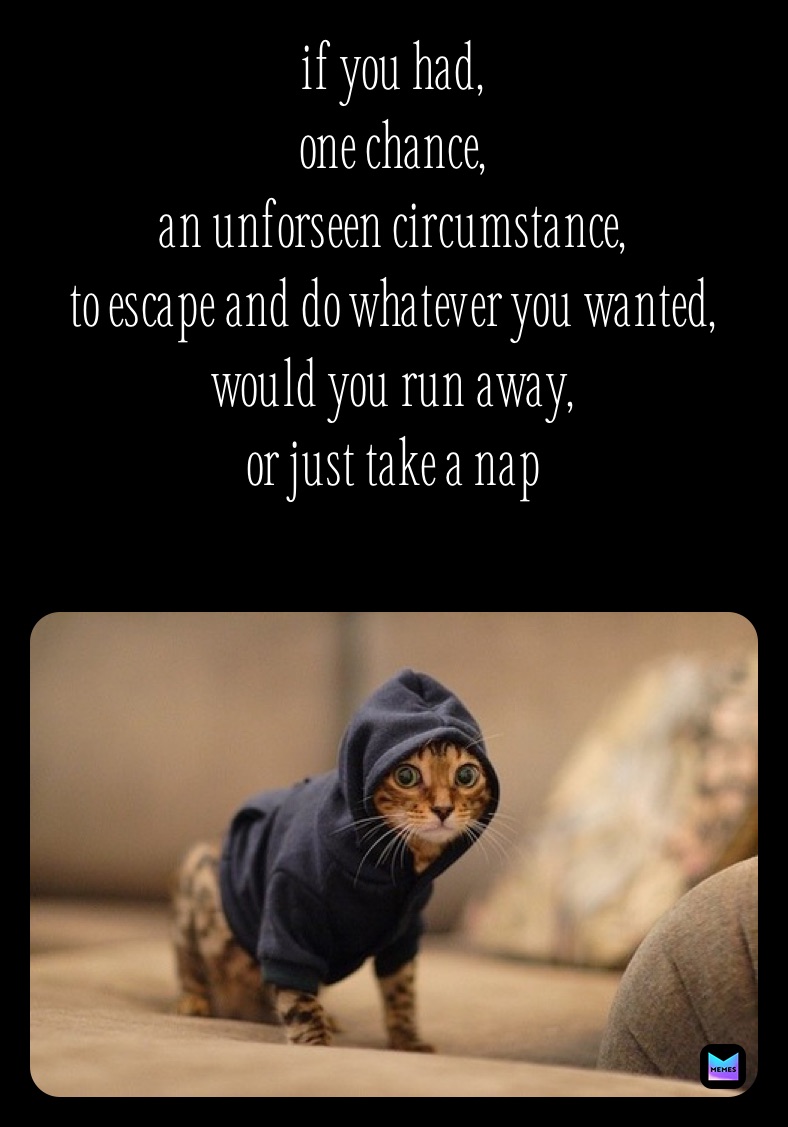 if you had,
one chance,
an unforseen circumstance,
to escape and do whatever you wanted,
would you run away,
or just take a nap
