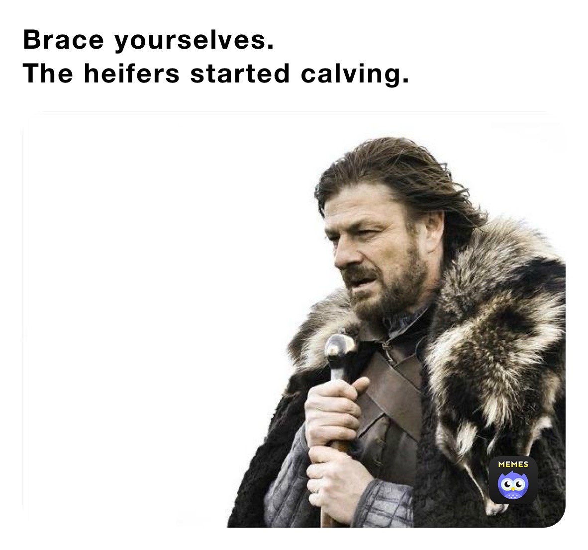 Brace yourselves. 
The heifers started calving. 