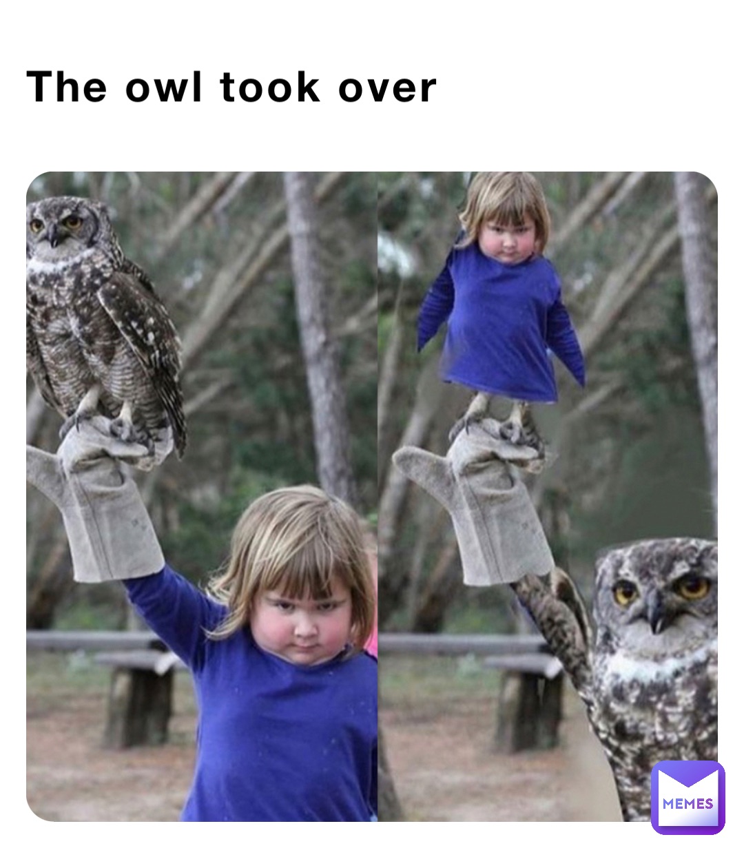 The owl took over