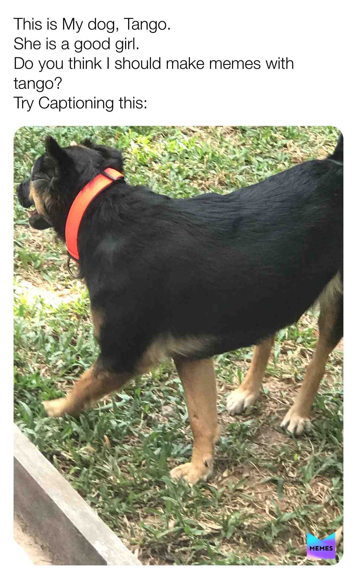 This is my dog. She is a Khmer Razorback.         If you wanna see my other dog, just ask.
Caption my good girl! I\u2019ll choose the best! \u200b       \u200bGoodGirlTango