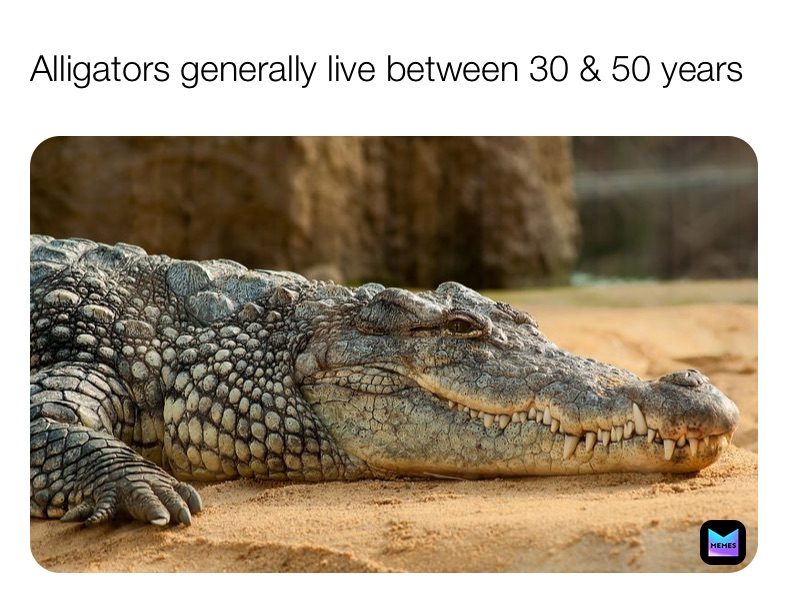 Post by DailyAnimalFacts Memes