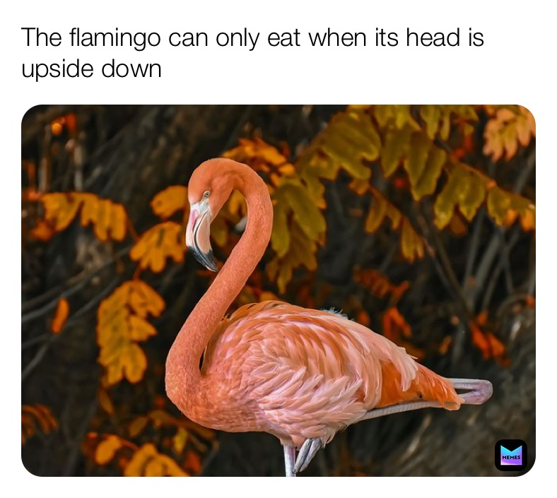 Flamingo Memes Memes - albert flamingo memes roblox