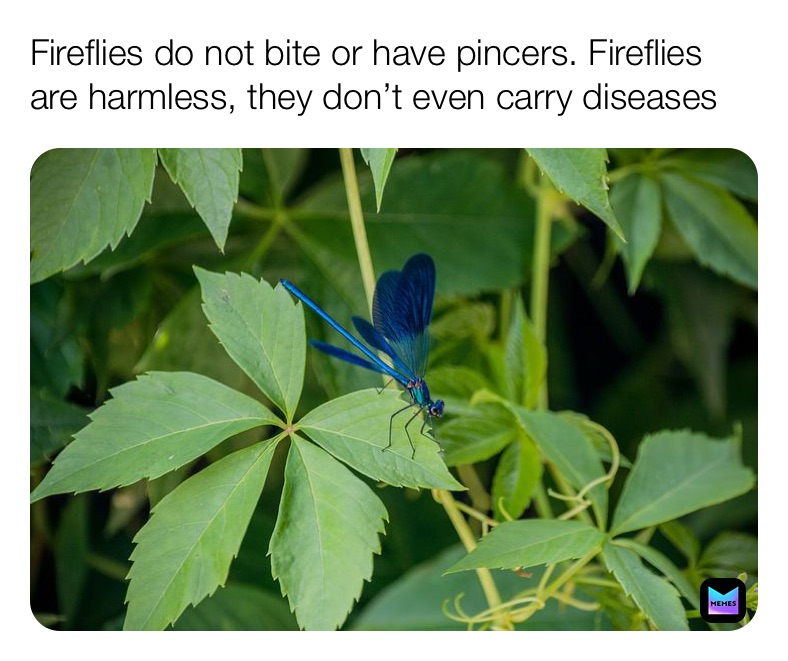 Meme by DailyAnimalFacts