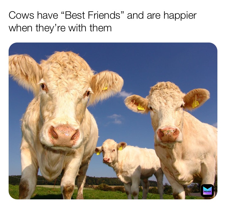 cow meme