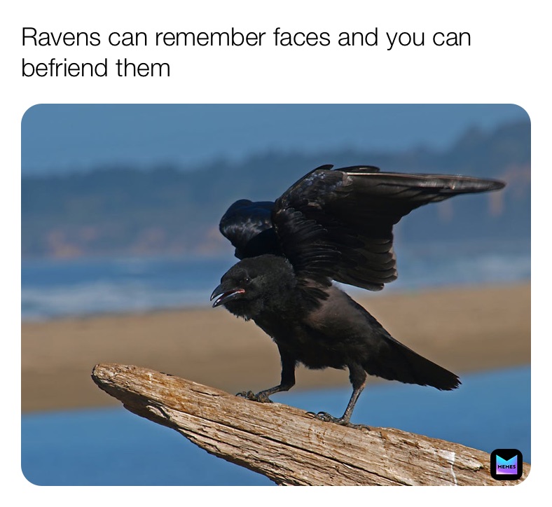 Meme by DailyAnimalFacts