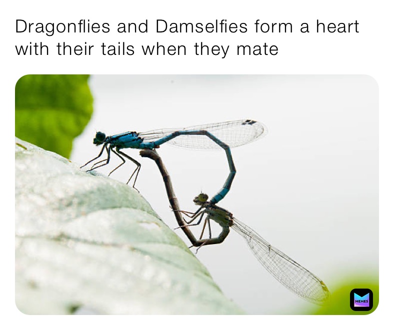 Dragonflies and Damselfies form a heart with their tails when they mate