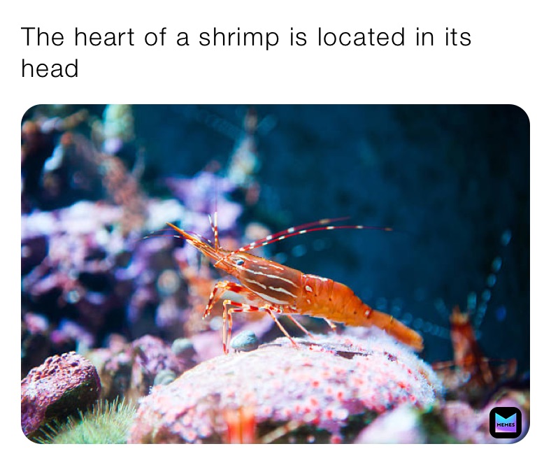 The heart of a shrimp is located in its head