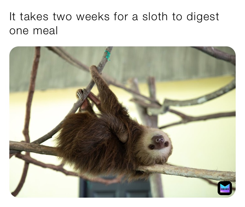 It takes two weeks for a sloth to digest one meal