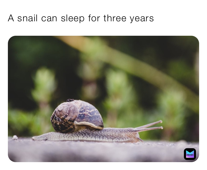 A snail can sleep for three years