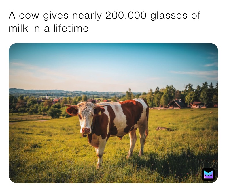 A cow gives nearly 200,000 glasses of milk in a lifetime