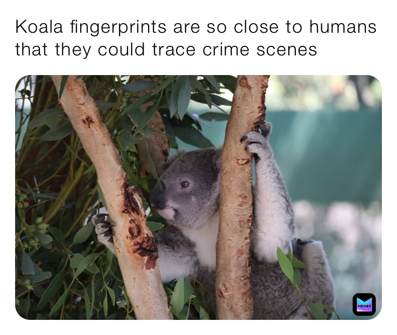 Koala fingerprints are so close to humans that they could trace crime ...