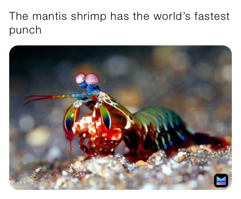 The mantis shrimp has the world’s fastest punch