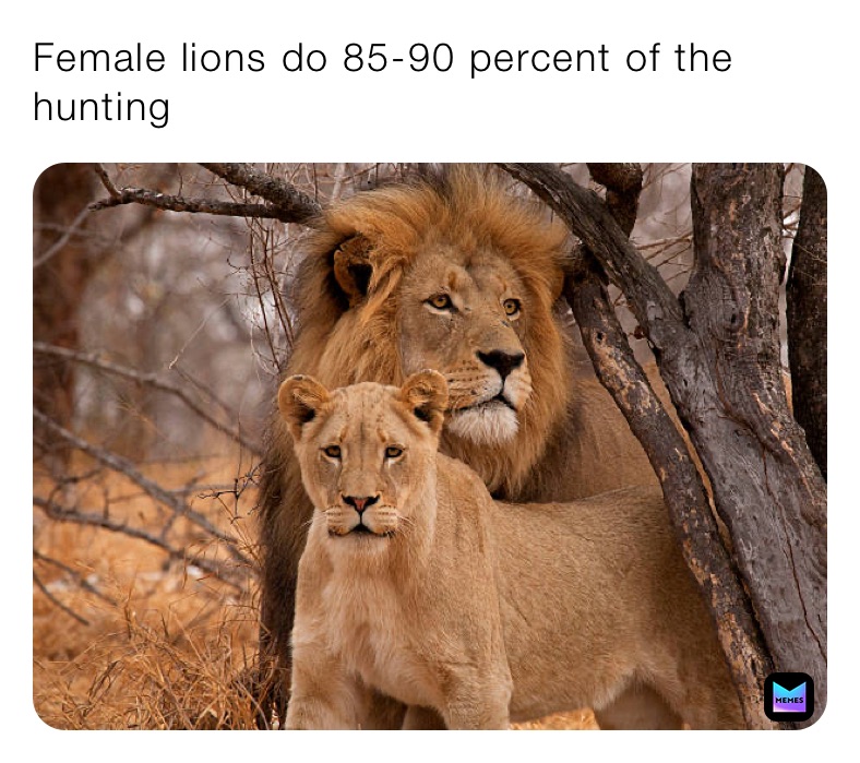 Female lions do 85-90 percent of the hunting