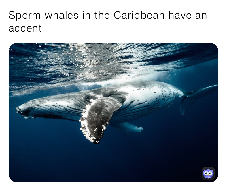 Sperm whales in the Caribbean have an accent