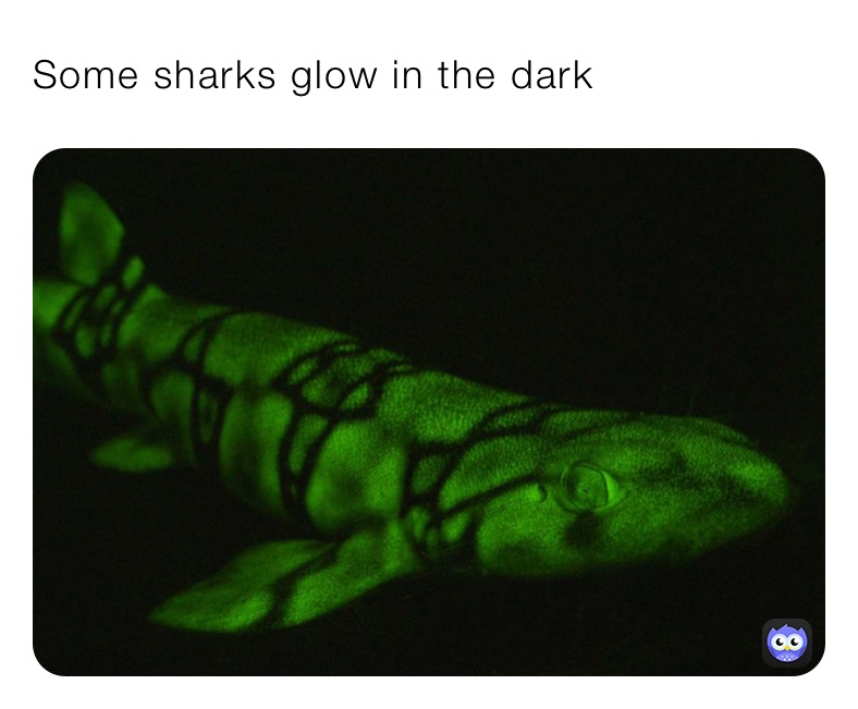 Some sharks glow in the dark