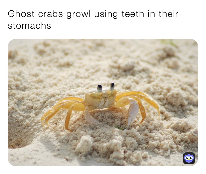 Ghost crabs growl using teeth in their stomachs