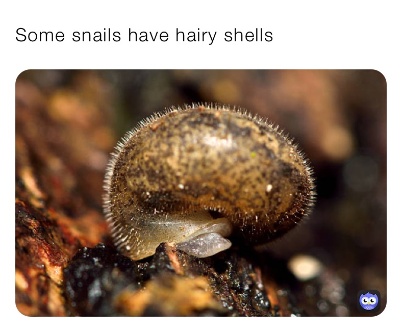 Some snails have hairy shells