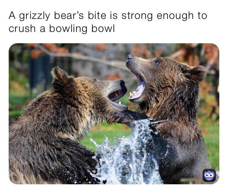 A grizzly bear’s bite is strong enough to crush a bowling bowl