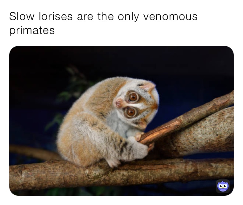 Slow lorises are the only venomous primates