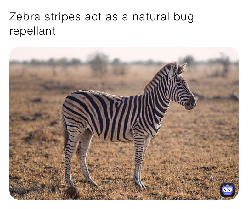 Zebra stripes act as a natural bug repellant