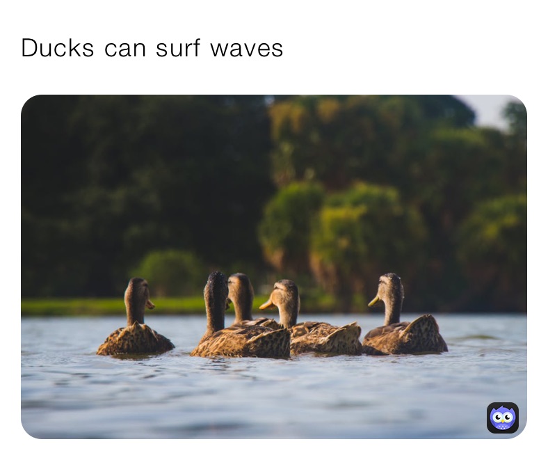Ducks can surf waves