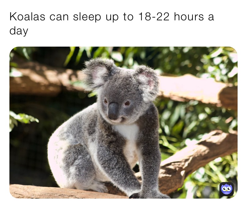 Koalas can sleep up to 18-22 hours a day