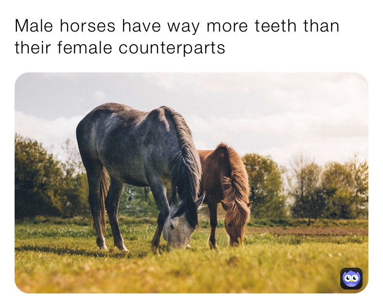 Male horses have way more teeth than their female counterparts
