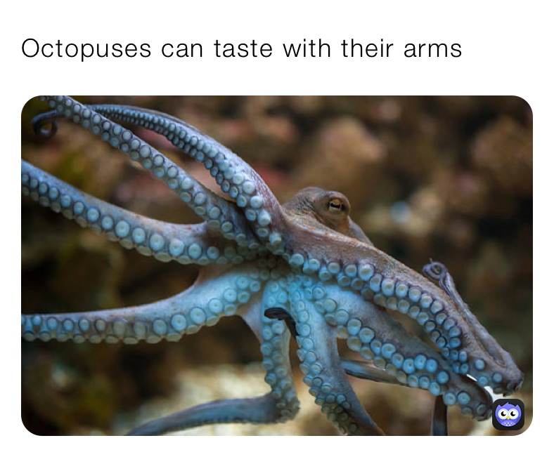 Octopuses can taste with their arms