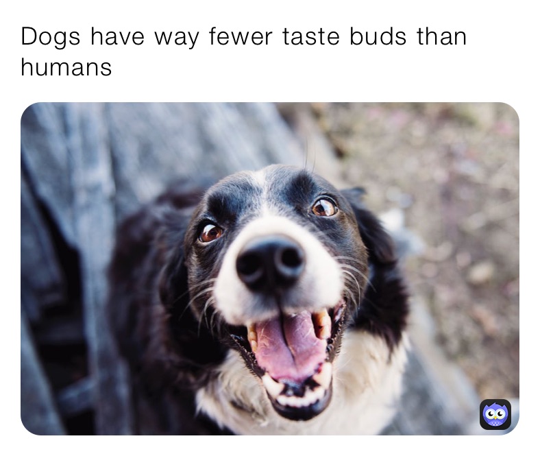 Dogs have way fewer taste buds than humans