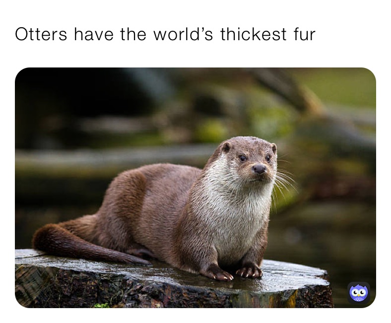 Otters have the world’s thickest fur