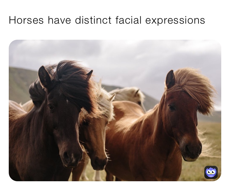 Horses have distinct facial expressions