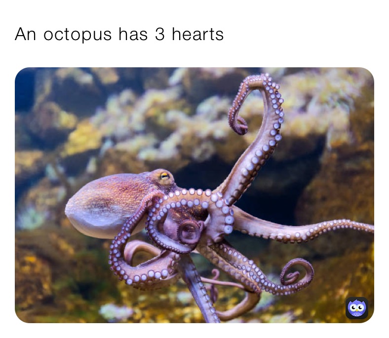 An octopus has 3 hearts