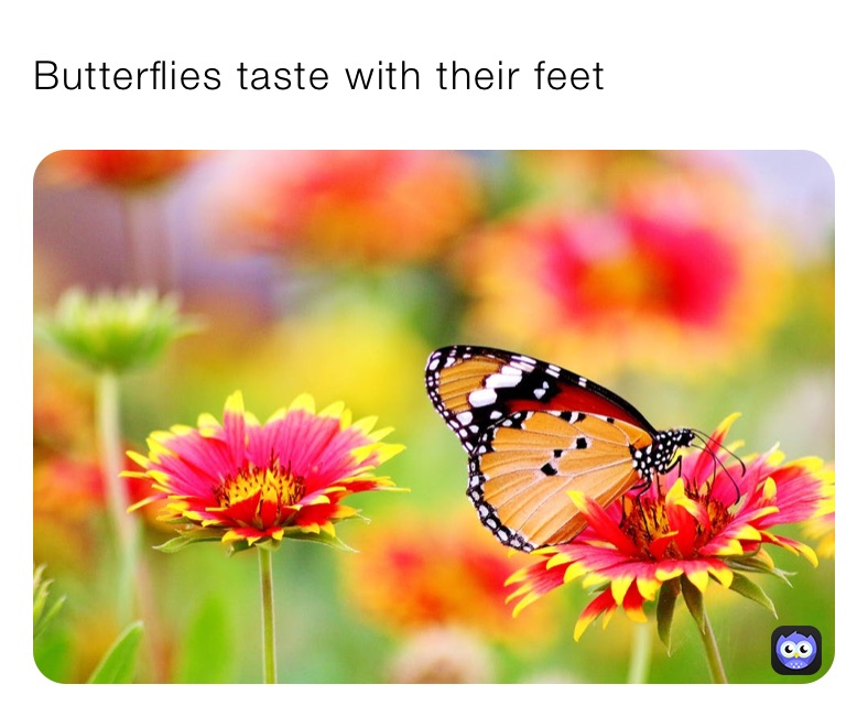 Butterflies taste with their feet