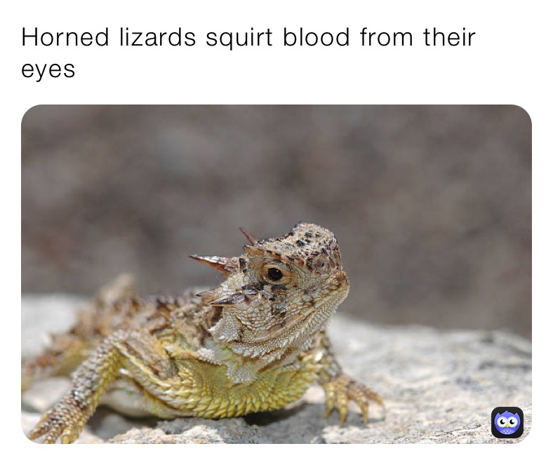 Horned lizards squirt blood from their eyes