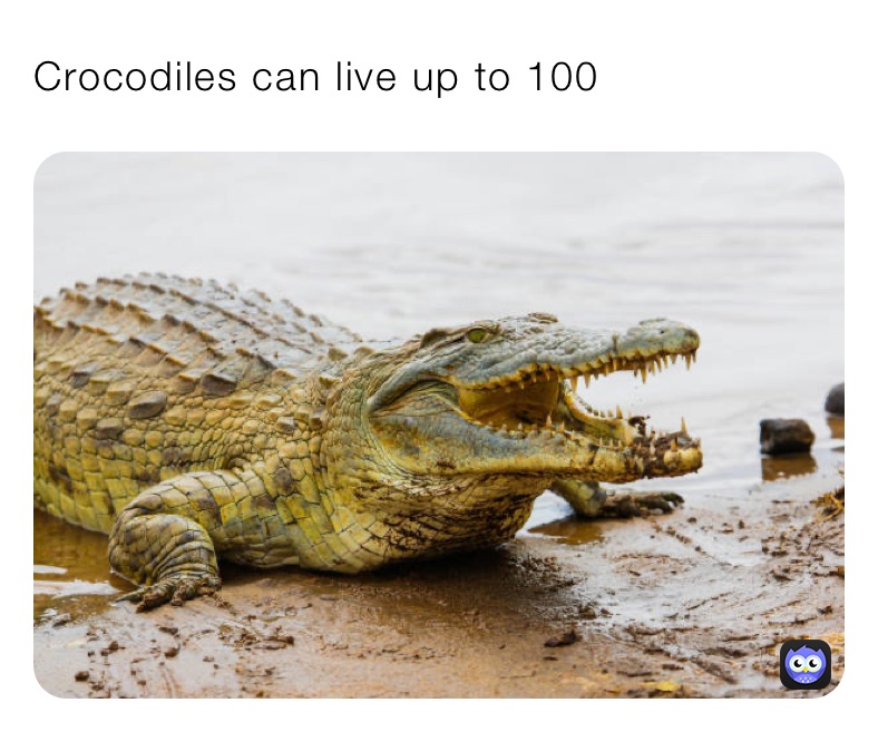 Crocodiles can live up to 100