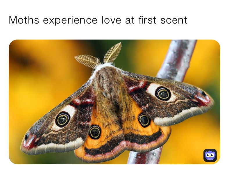 Moths experience love at first scent