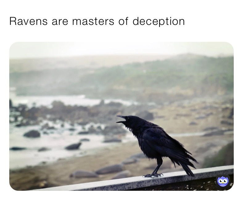 Ravens are masters of deception